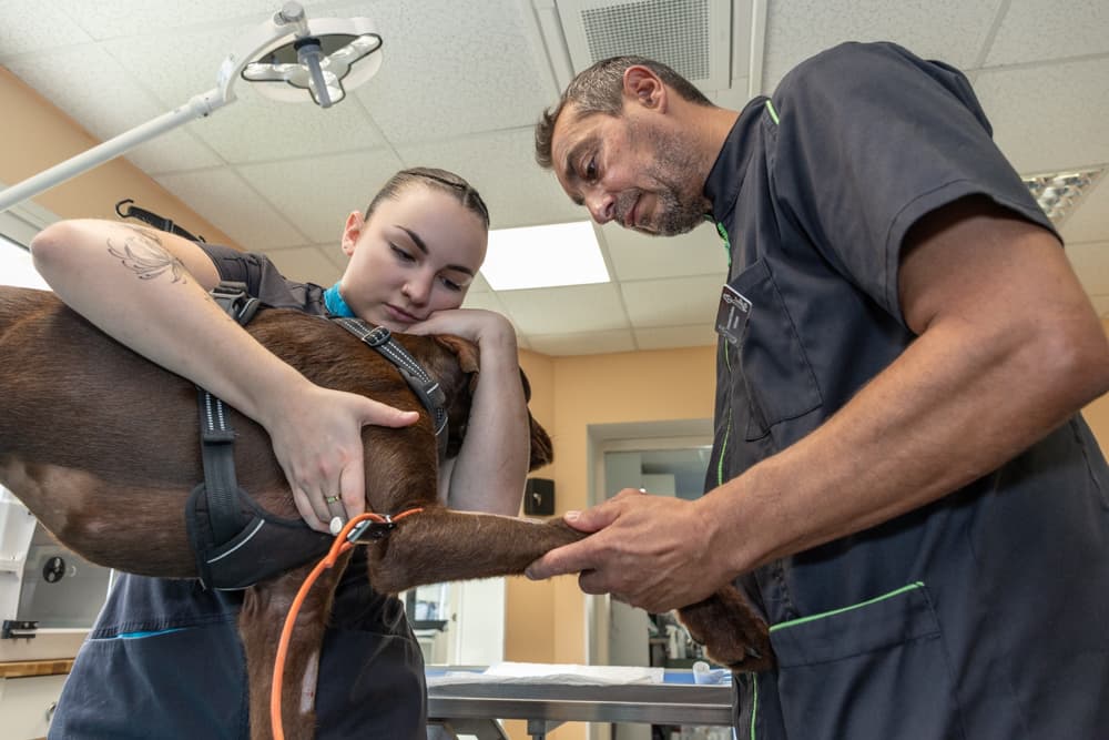 Un vétérinaire et une ASV de la communauté Smartemis examinant un chien