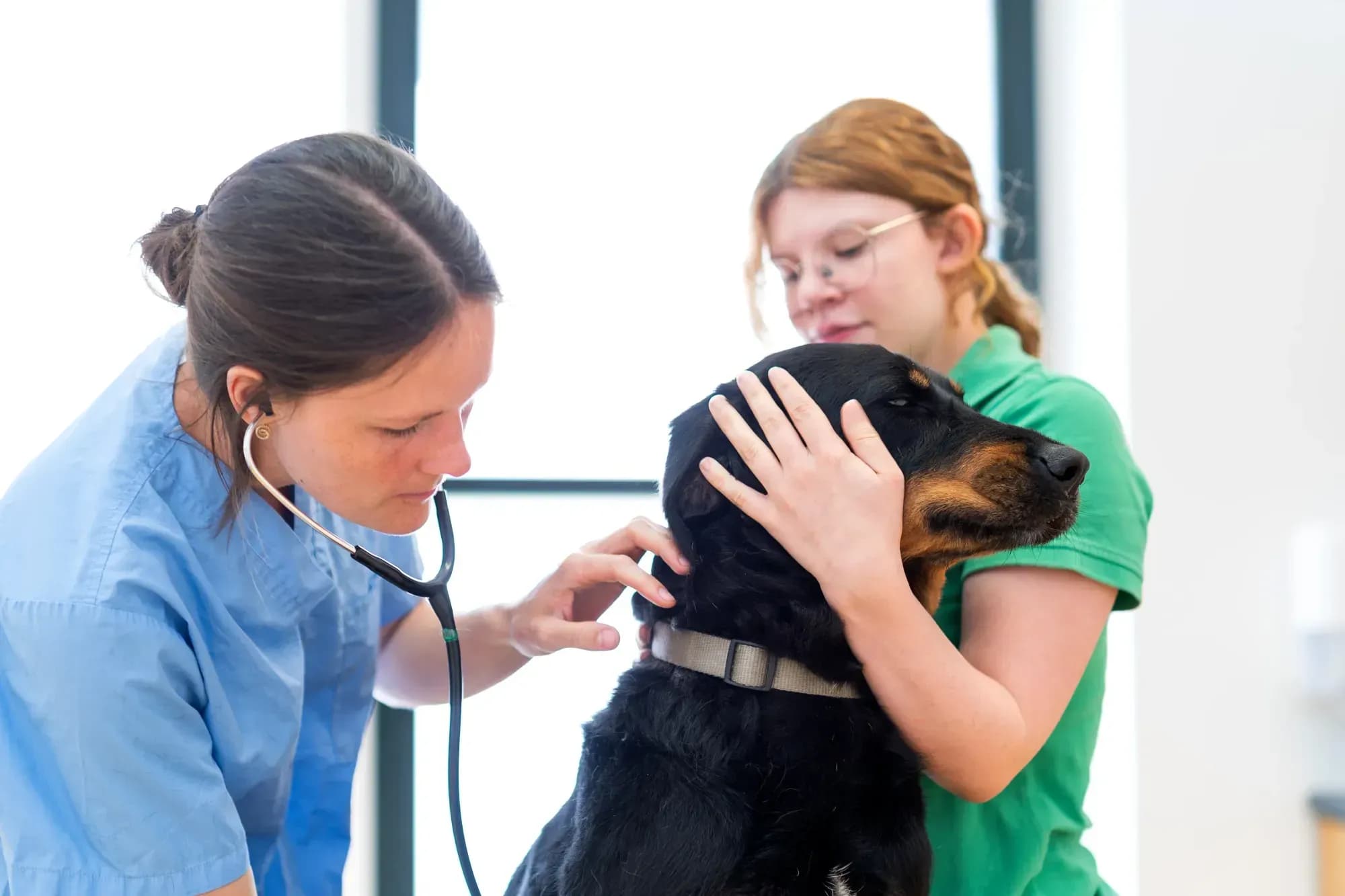 Tierarzt untersucht einen Hund