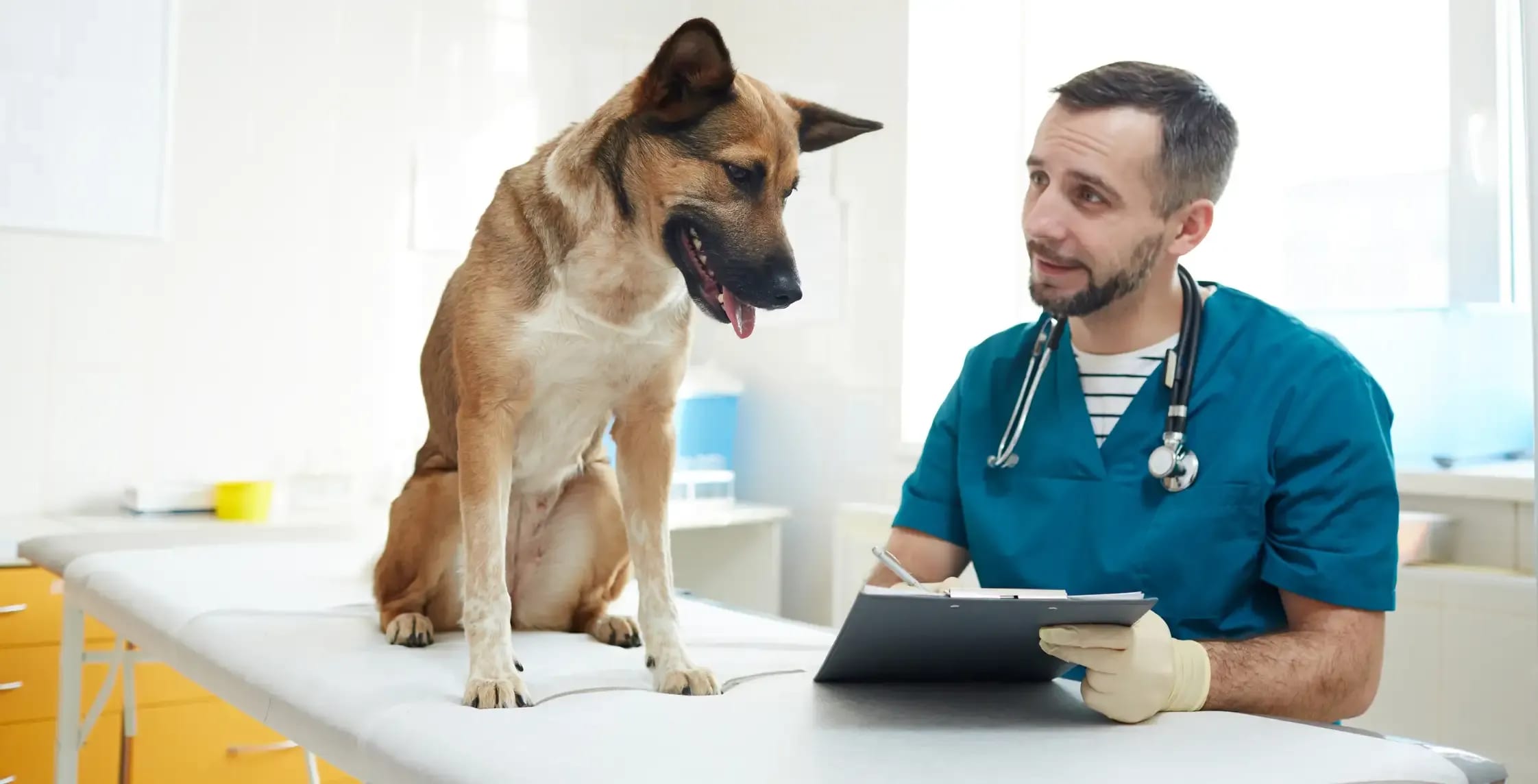 Vet with a Dog