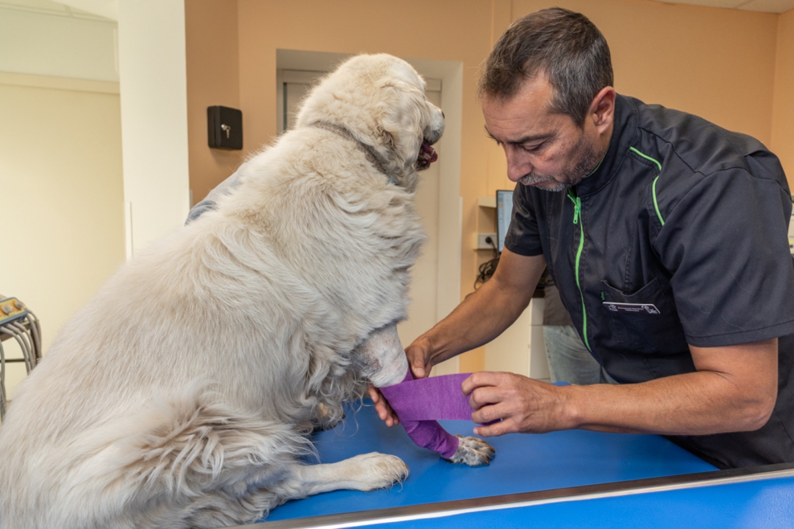 Veterinary practice management