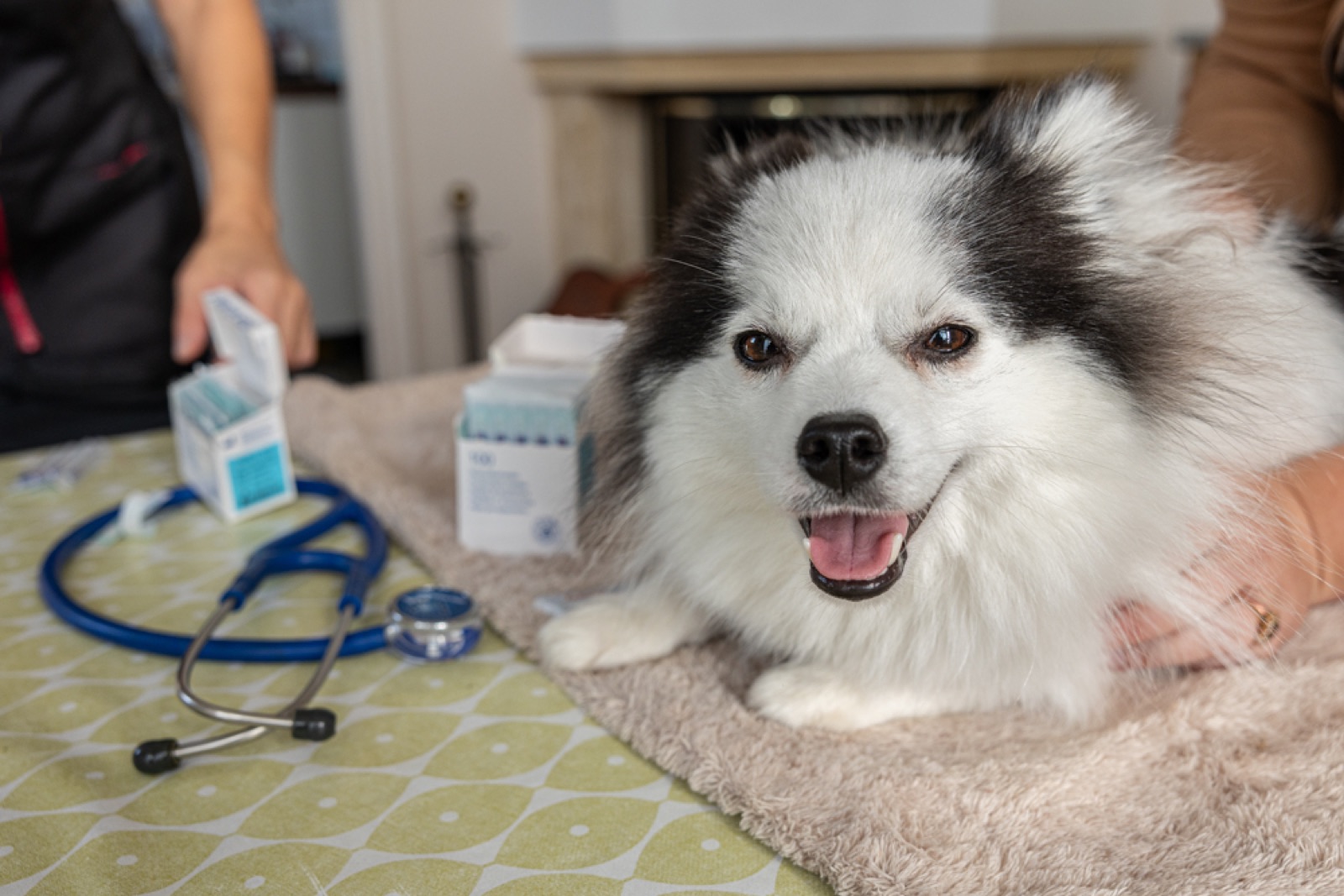 Happy dog at clinic
