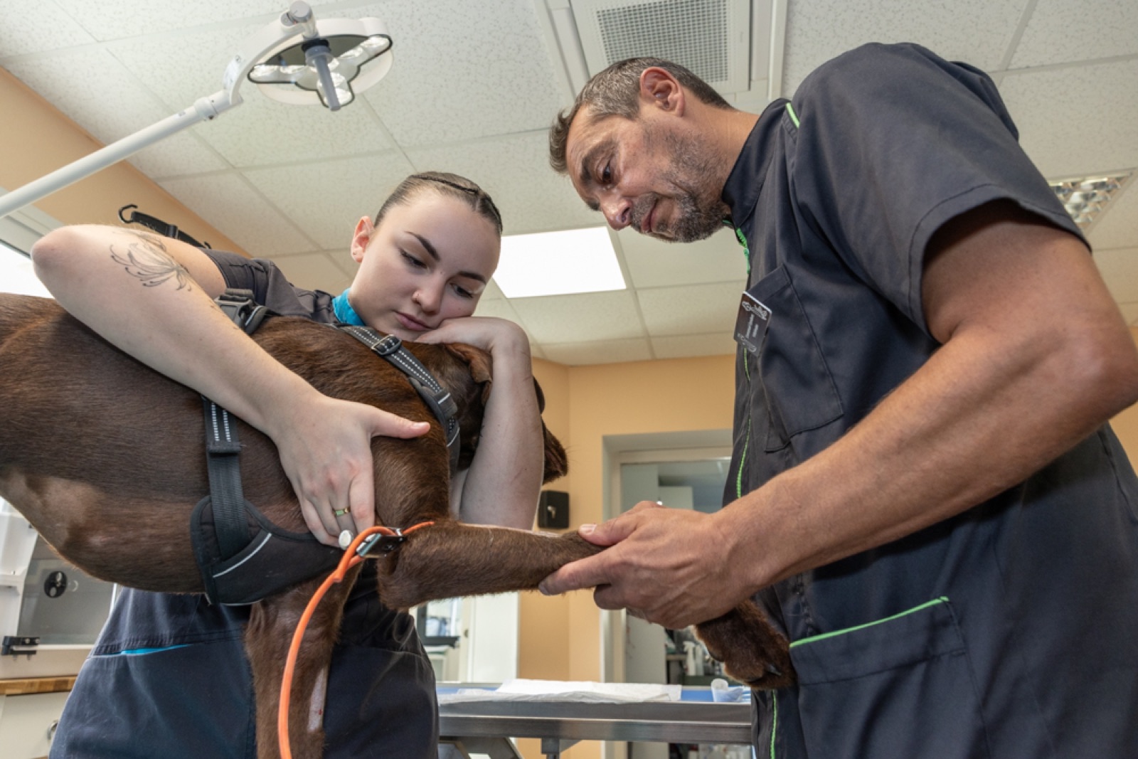 Veterinary team