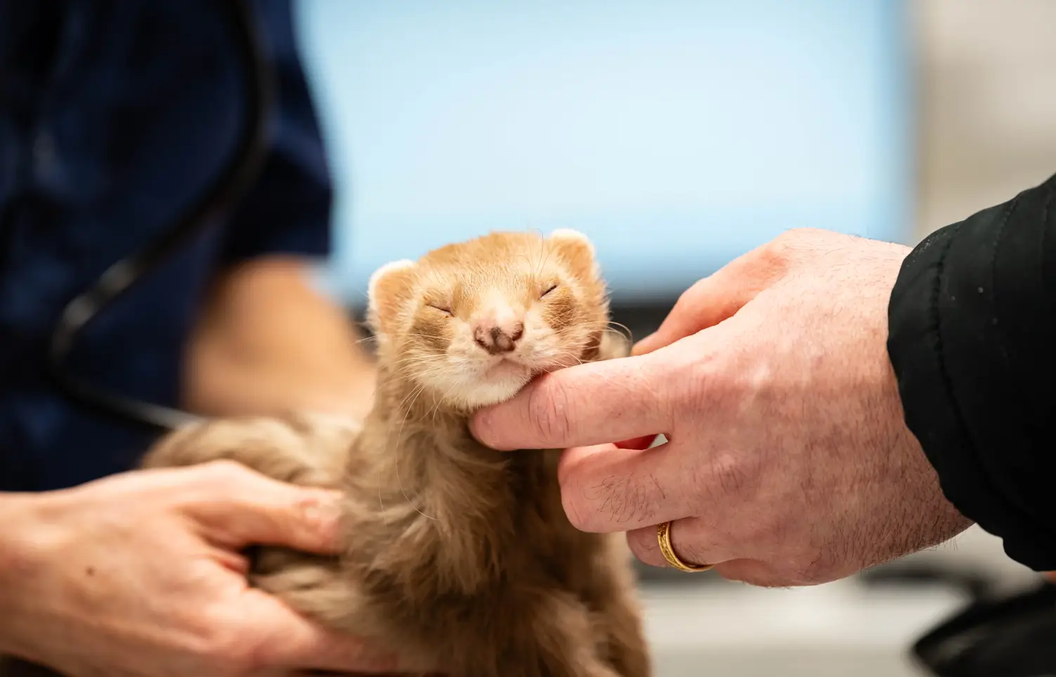 Furet caressé lors d'une consultation vétérinaire.