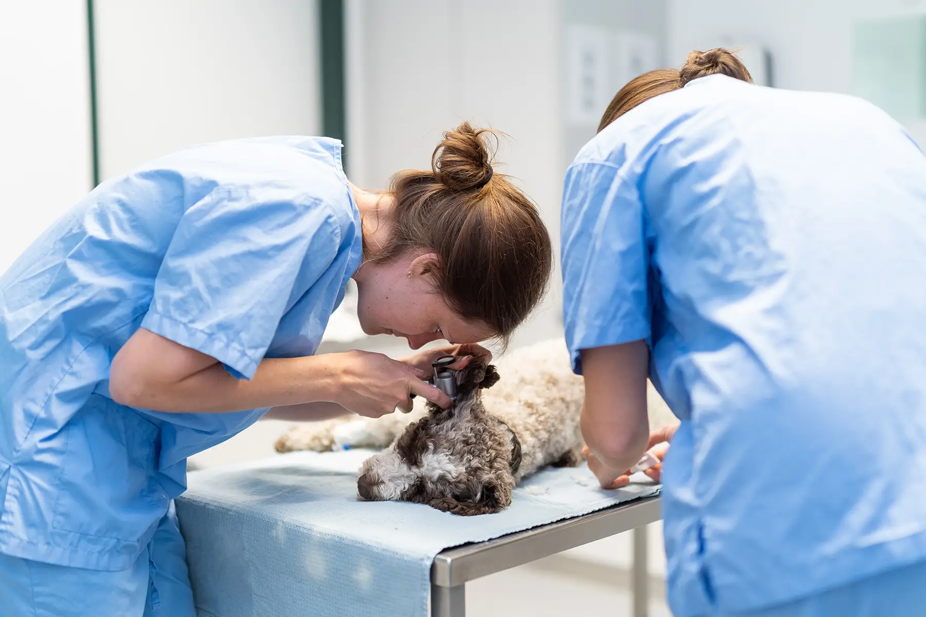 Zwei Tierärztinnen untersuchen einen Hund